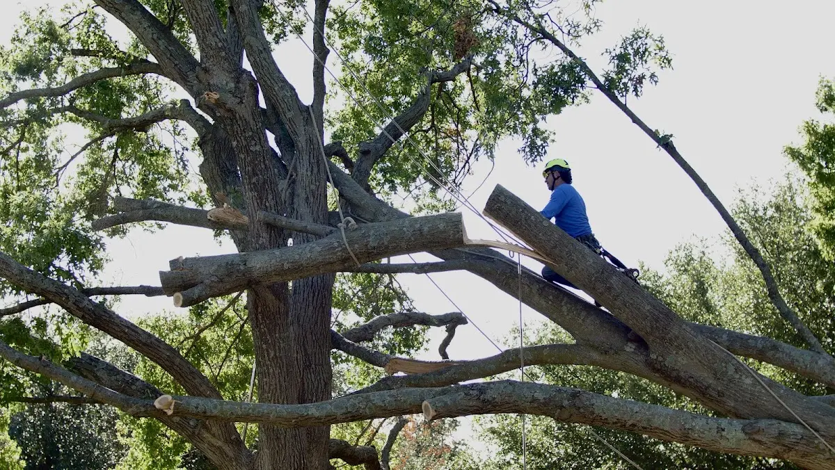 Professional Crown Thinning performed by certified arborists in Blue Mound