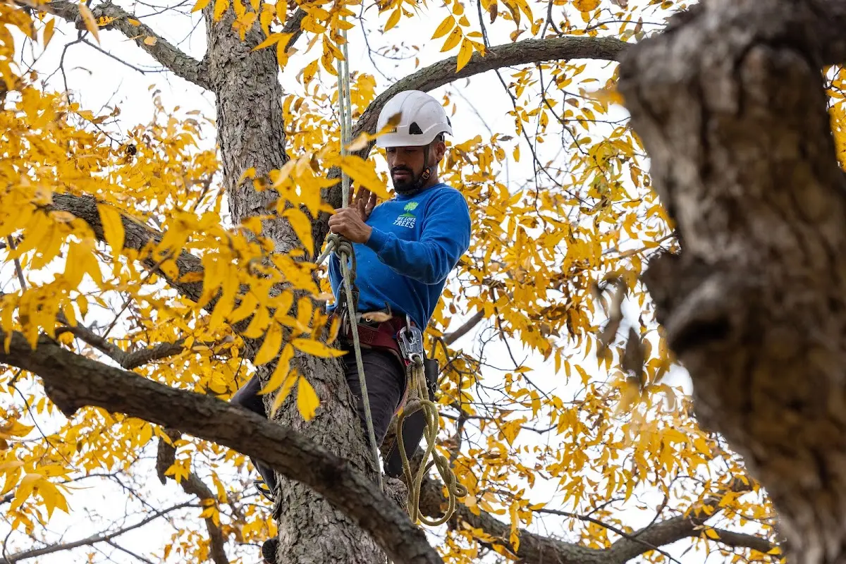 Skilled Tree Trimming crew working in Blue Mound